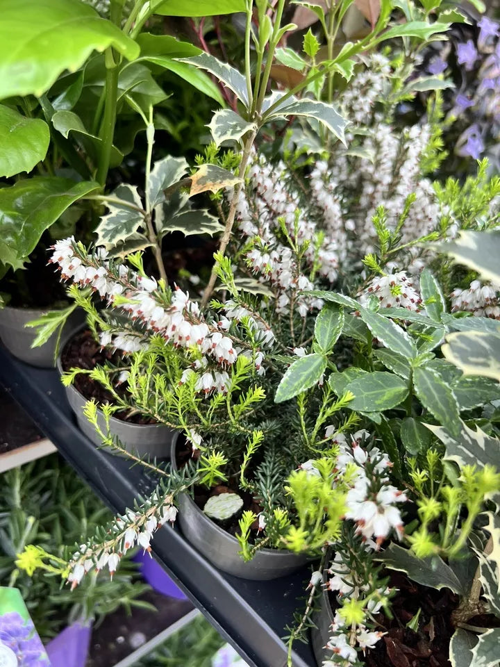 5X MIXED GARDEN SHRUBS