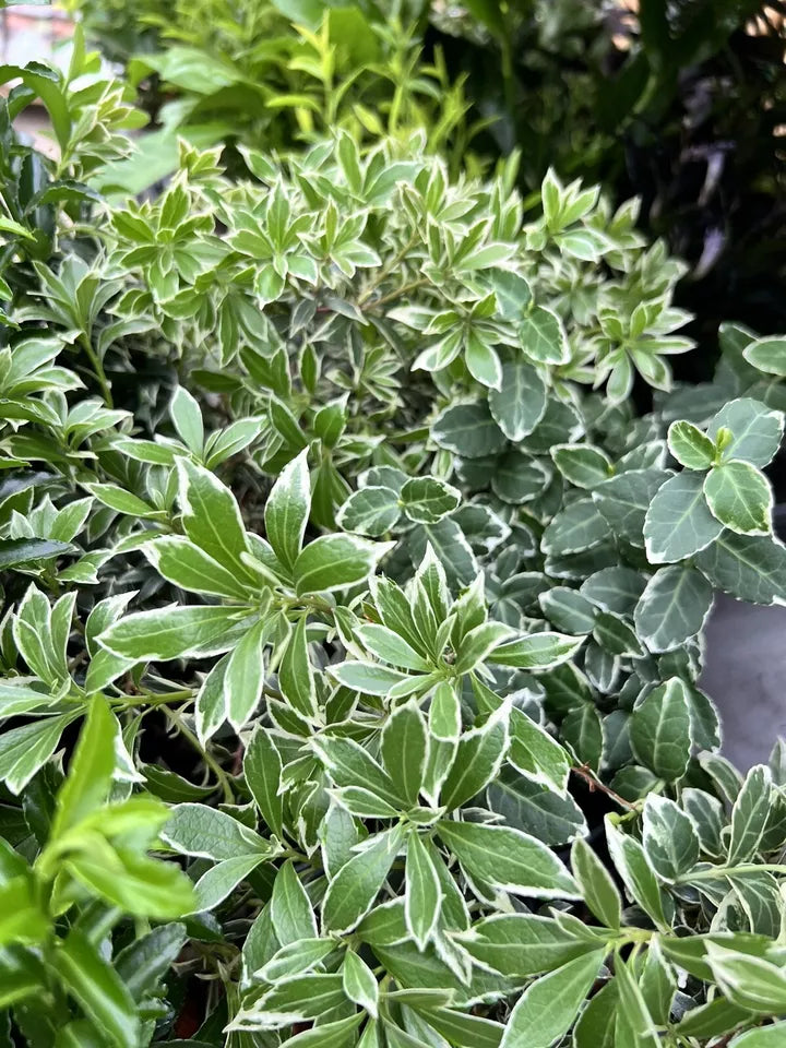 5X MIXED GARDEN SHRUBS