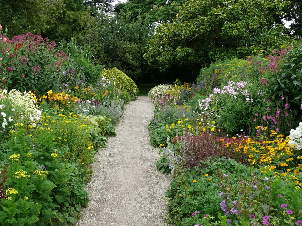 5X MIXED ESTABLISHED GARDEN SHRUBS