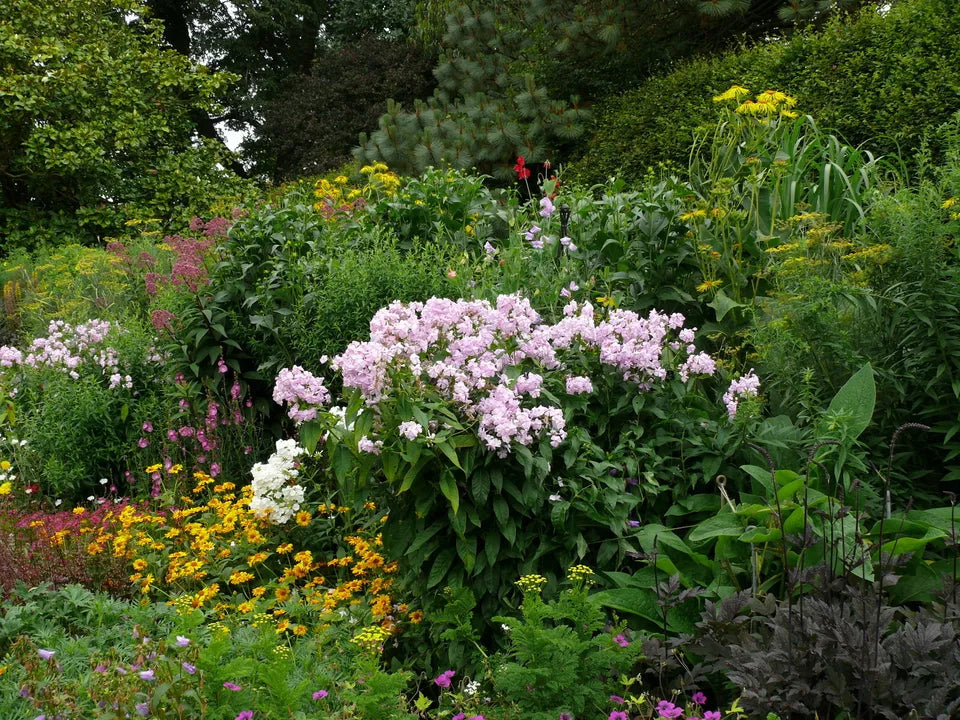 5X MIXED ESTABLISHED GARDEN SHRUBS