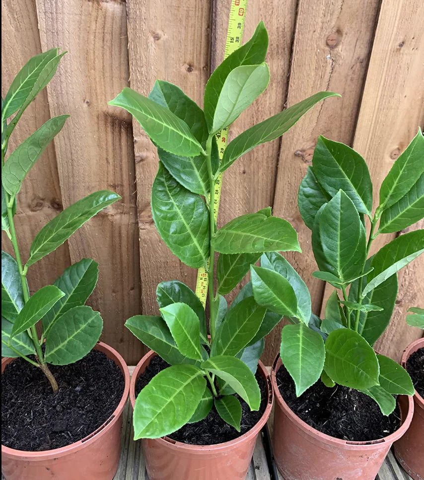 20 Cherry Laurel Hedging Evergreen Plants 35-50cm