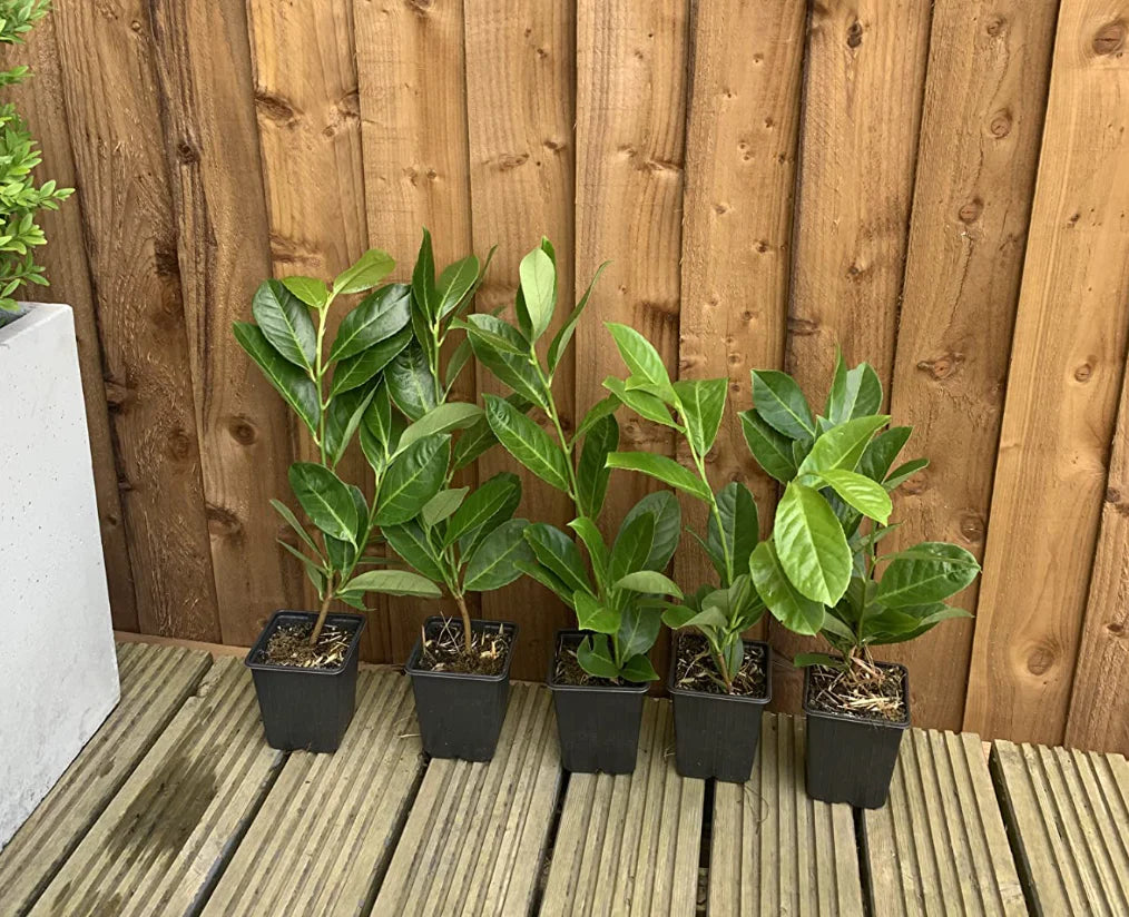 50 Cherry Laurel Hedging Evergreen Plants 35-50cm