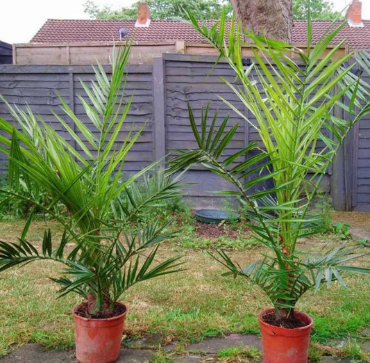 Hardy Phoenix Palm, 2 Trees 60-80cm 15cm poted