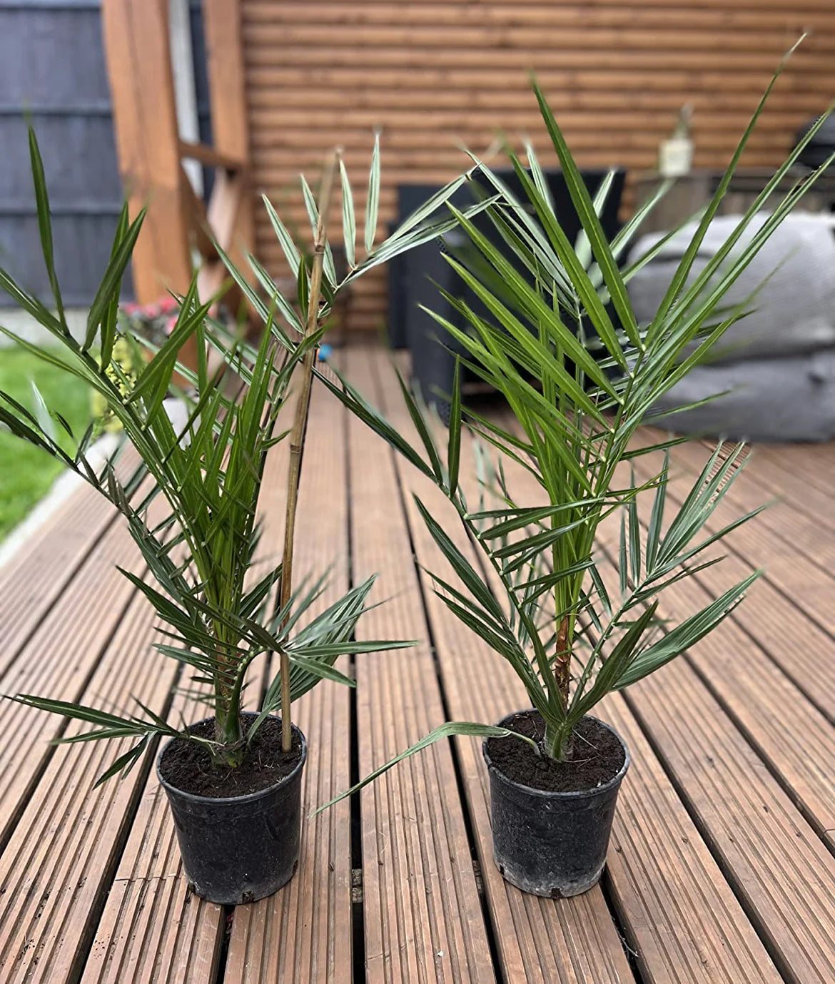 Hardy Phoenix Palm, 2 Trees 60-80cm 15cm poted