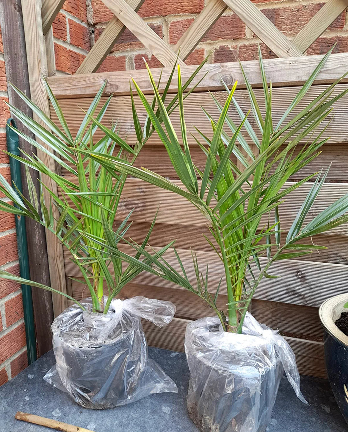 Hardy Phoenix Palm, 2 Trees 60-80cm 15cm poted