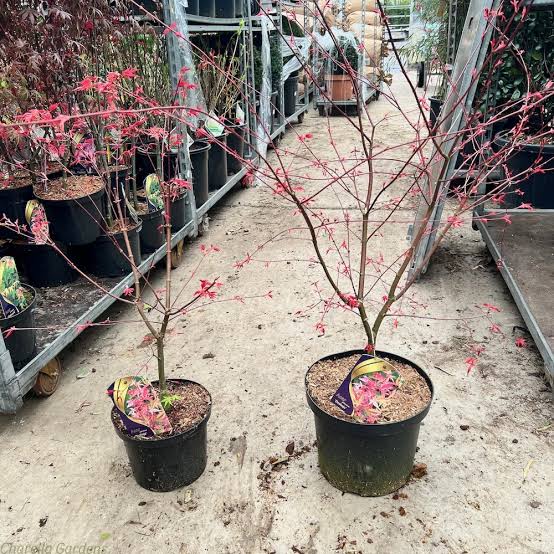 Acer palmatum 'Osakazuki' | Japanese Maple Deciduous Garden Plant Tree In Pot