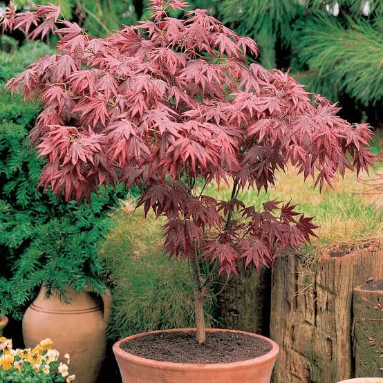 Acer palmatum 'Osakazuki' | Japanese Maple Deciduous Garden Plant Tree In Pot