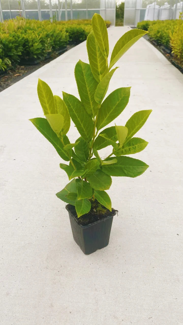 50 Cherry Laurel Hedging Evergreen Plants 35-50cm