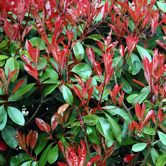 10x PHOTINIA RED ROBIN HEDGING SHRUB PLANTS 2LT POTS WHITE FLOWERS 60 CM TALL