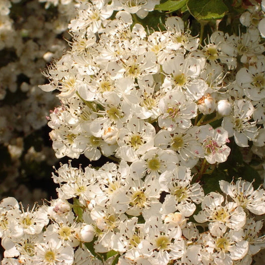 5 Hawthorn Hedging Plants