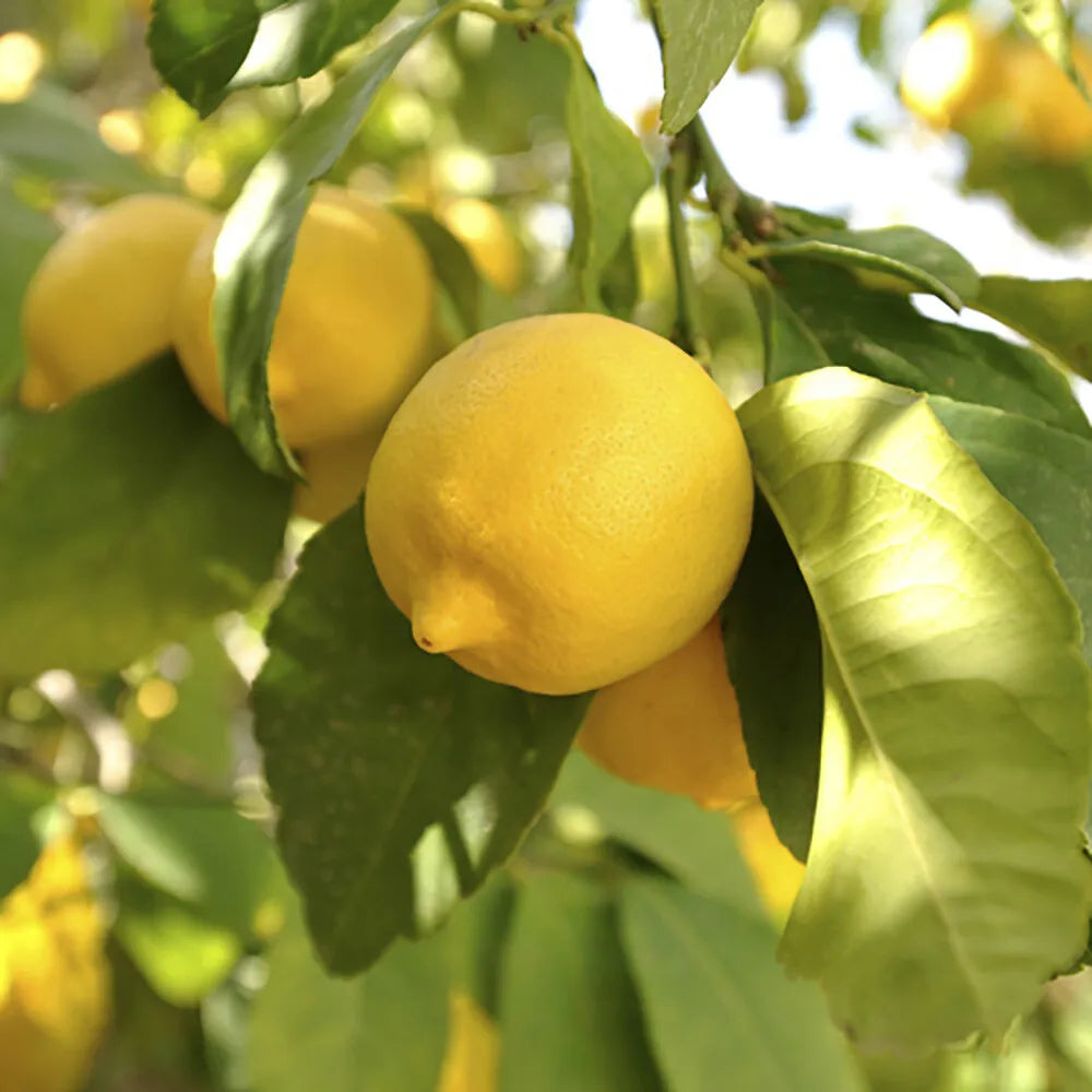 Citrus Lemon 'Citron' Tree in a 9cm pot