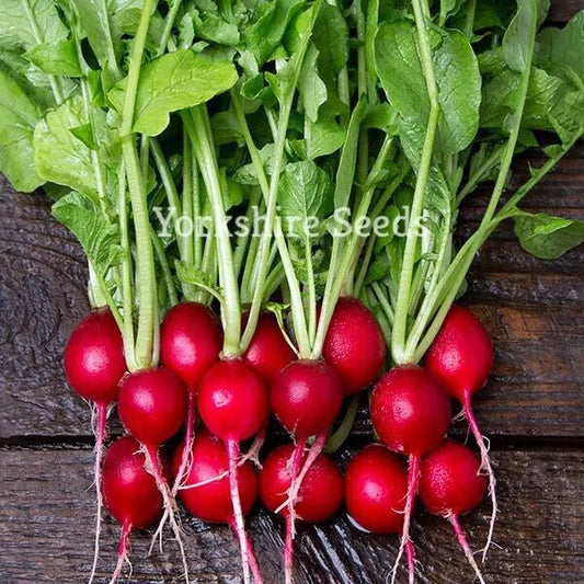 1000 x Radish Cherry Belle Seeds