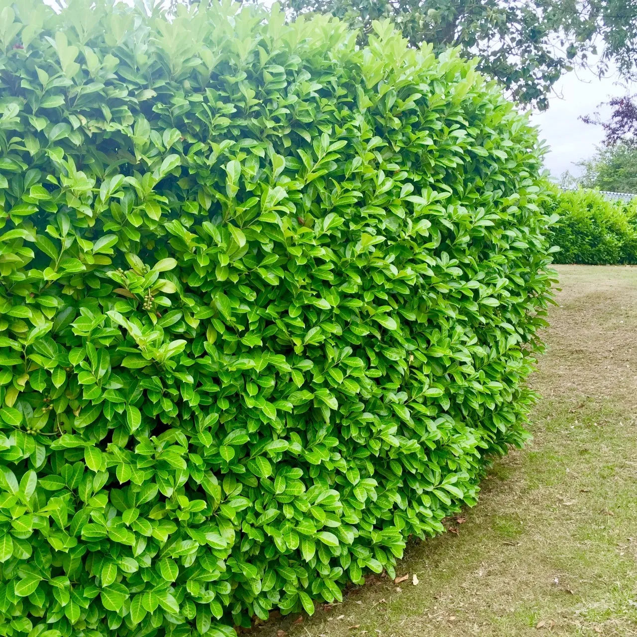 15 Cherry Laurel Hedging Evergreen Plants 35-50cm Large