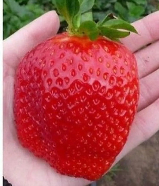 100 Giant Strawberry Seeds