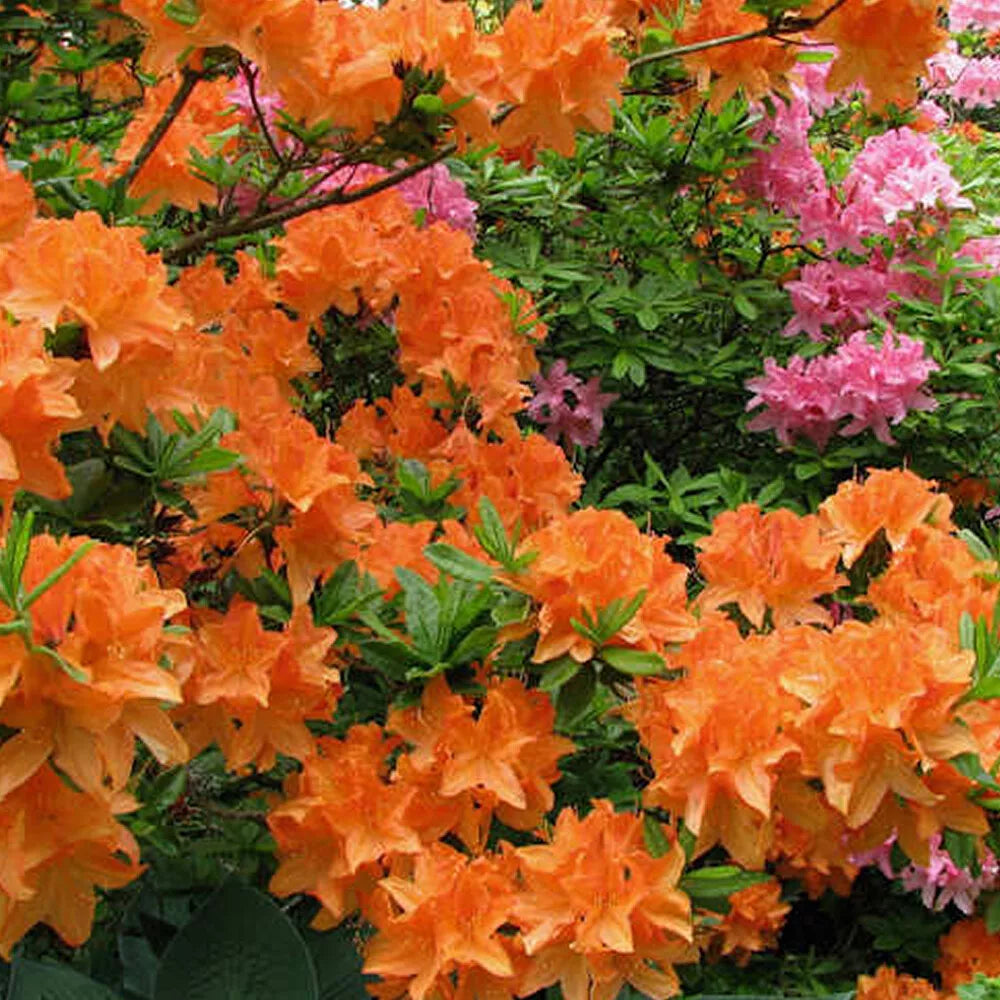 1 X ORANGE AZALEA JAPANESE EVERGREEN SHRUB