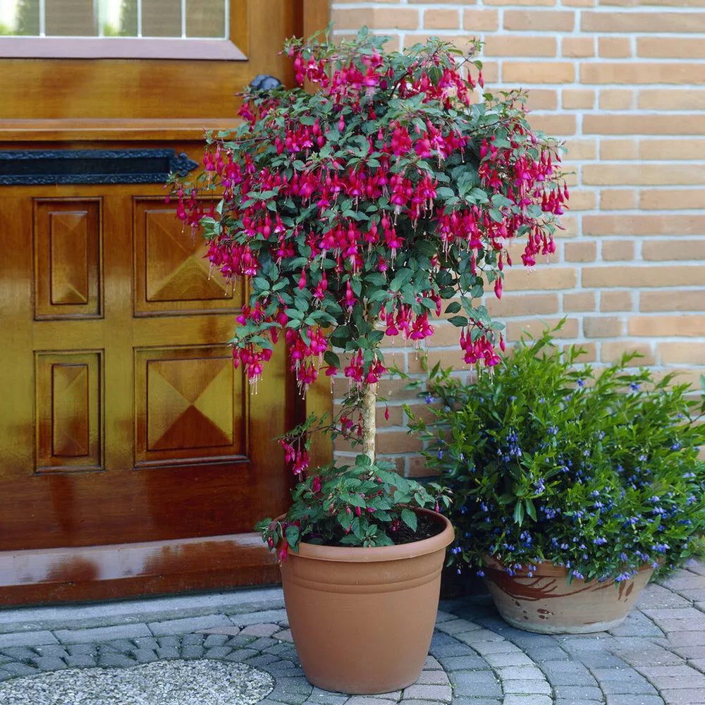 Pair of Potted Fuchsia Trees 65-80cm Tall