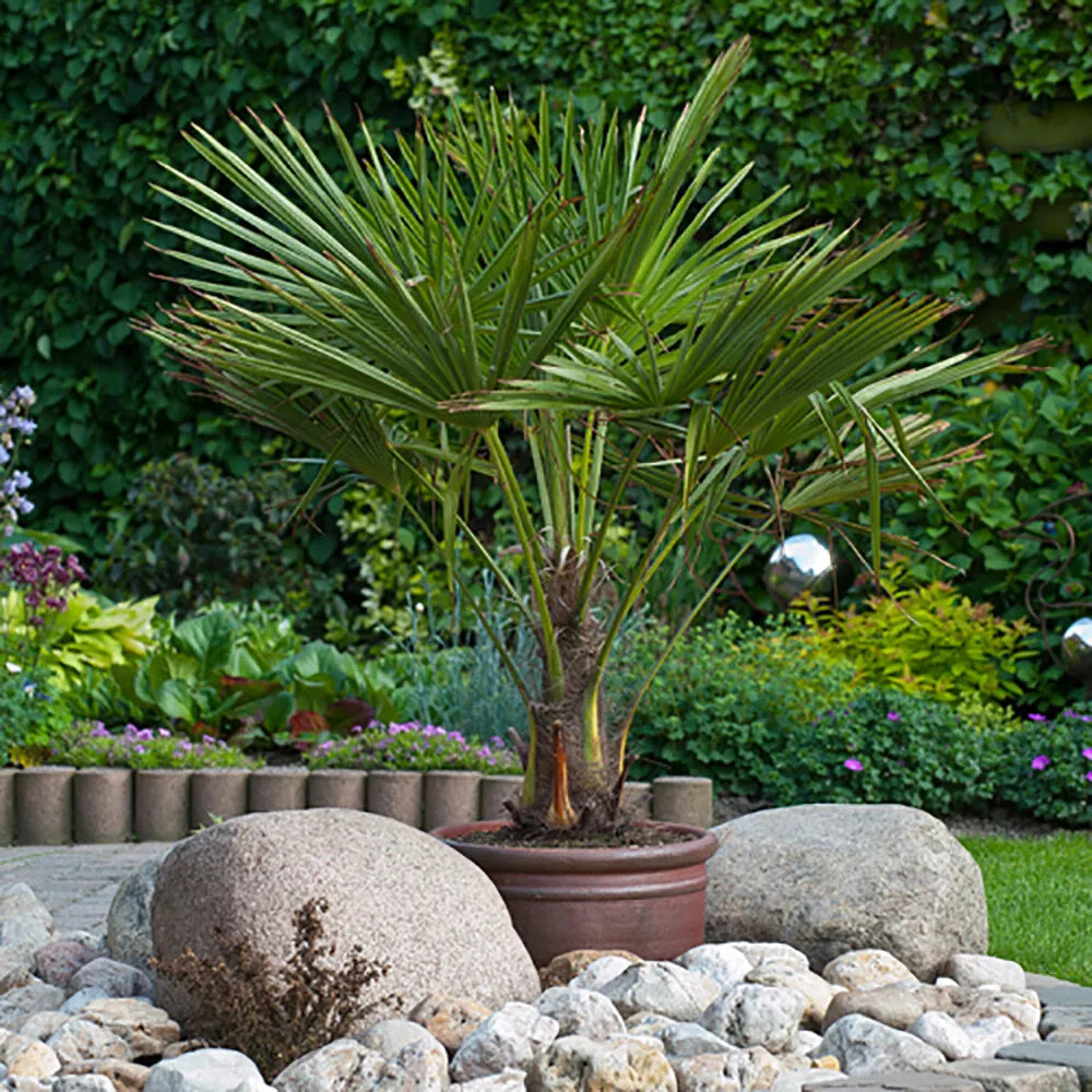 Trachycarpus fortunei Chusan Palm 60-80cm (inc pot)