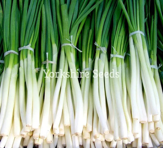 700 Spring Onion Seeds