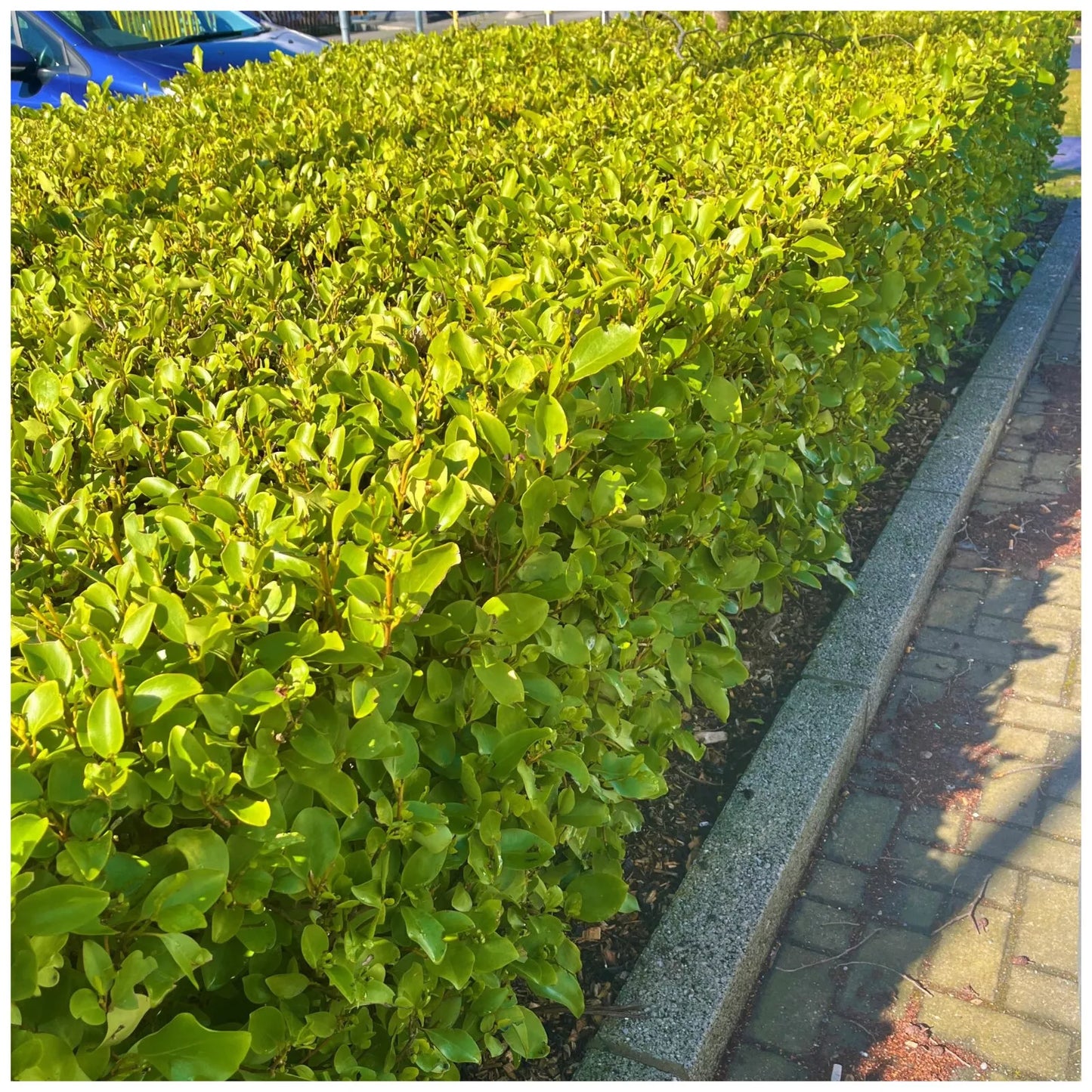 10 Bushy Griselinia Hedging Plants