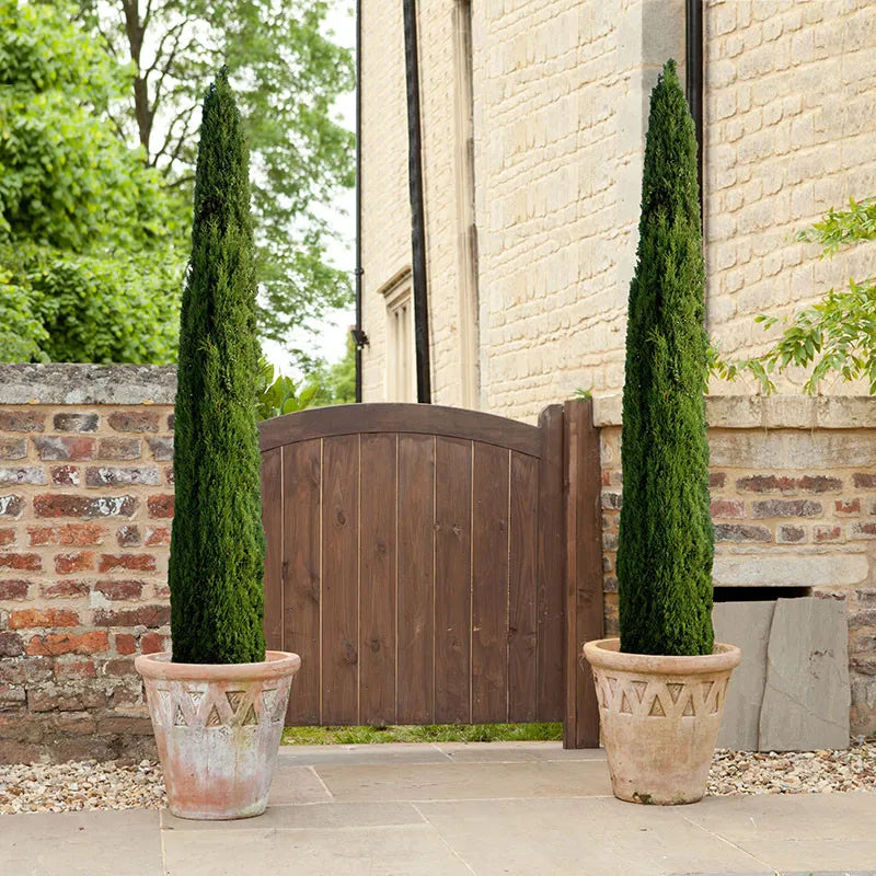 Pair of Italian Cypress Trees 60-80cm Tall