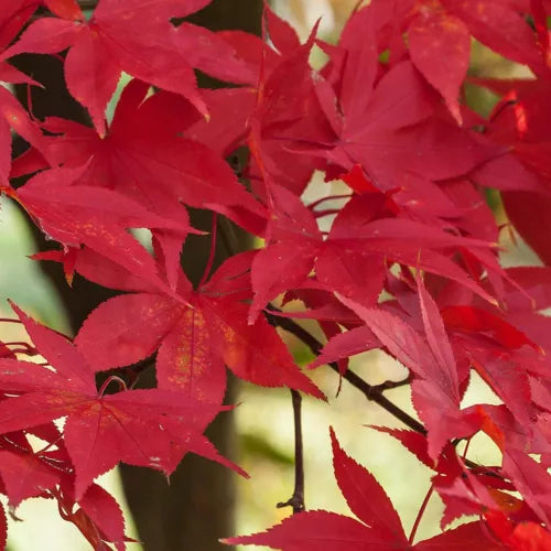 Acer palmatum 'Osakazuki' | Japanese Maple Deciduous Garden Plant Tree In Pot