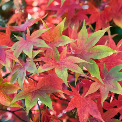 Acer palmatum 'Osakazuki' | Japanese Maple Deciduous Garden Plant Tree In Pot