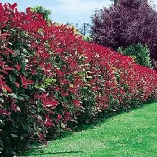 10x PHOTINIA RED ROBIN HEDGING SHRUB PLANTS 2LT POTS WHITE FLOWERS 60 CM TALL