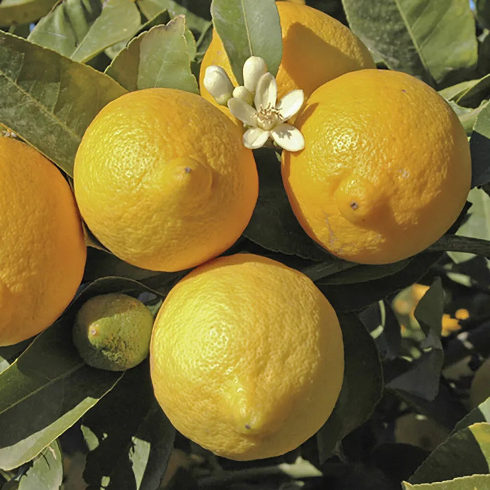 Citrus Lemon 'Citron' Tree in a 9cm pot