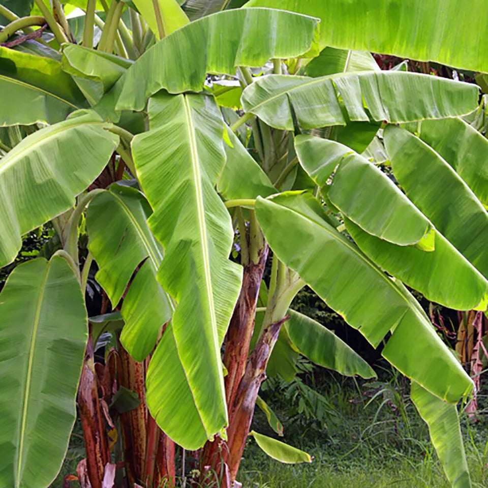 Musa basjoo (Japanese banana) Plant 30cm Tall