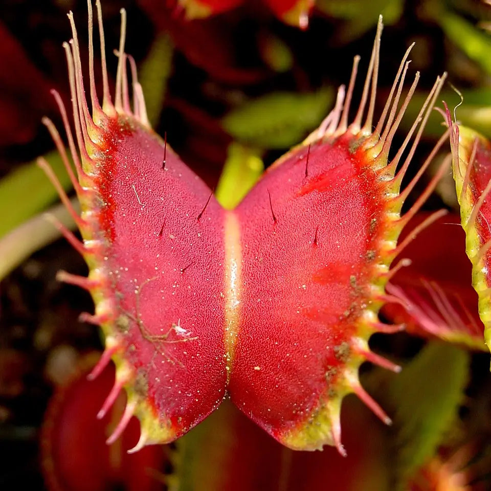 1 X VENUS FLY TRAP DIONAEA MUSCIPULA CARNIVOROUS HEALTHY INDOOR PLANT IN POT