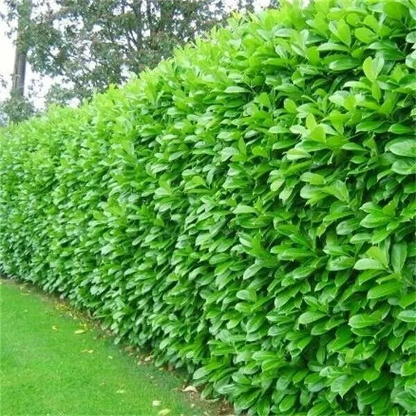 10 Cherry Laurel Hedging