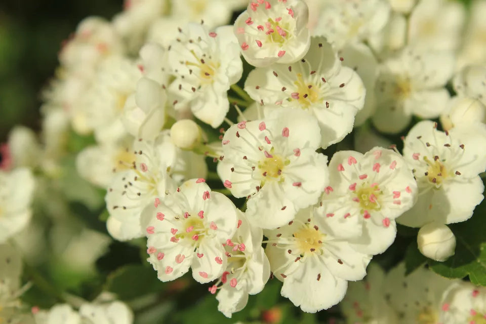 5 Hawthorn Hedging Plants