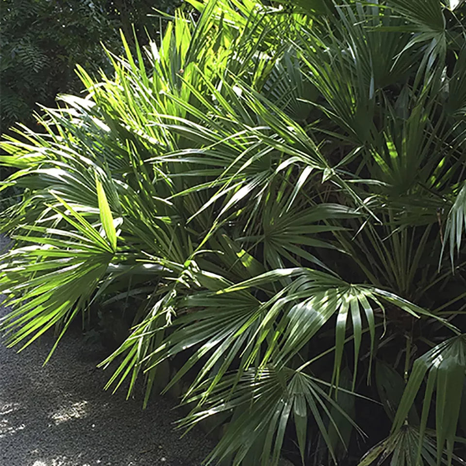 Trachycarpus fortunei Chusan Palm 60-80cm (inc pot)