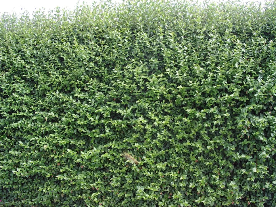 10 Green Privet Hedging Plants