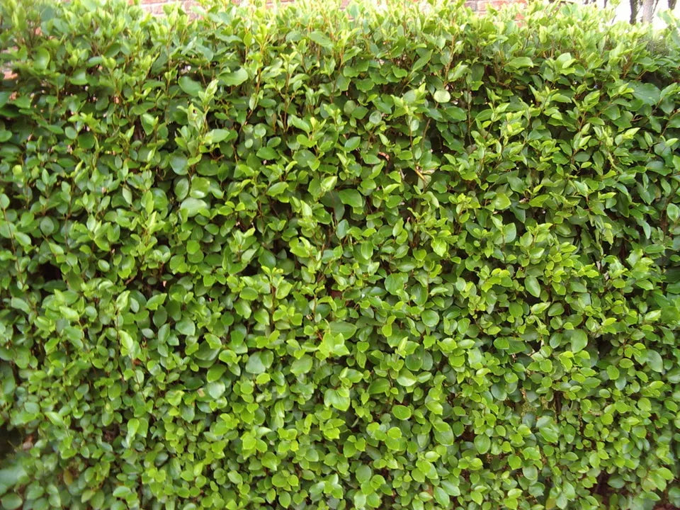 10 Bushy Griselinia Hedging Plants