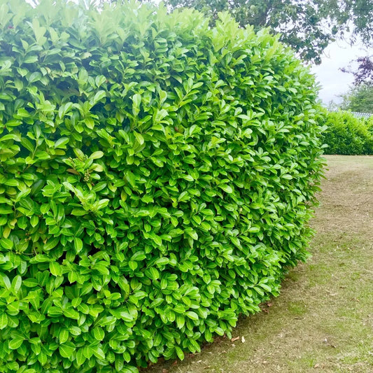 75 Cherry Laurel Hedging 60-90cm