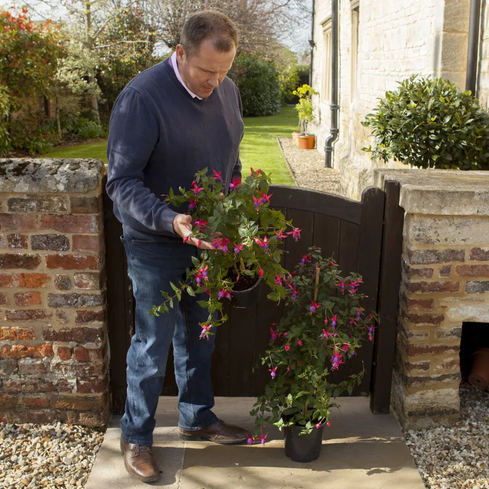 Pair of Potted Fuchsia Trees 65-80cm Tall