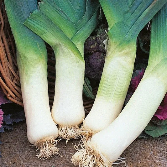 Leek Giant Winter Seeds 300