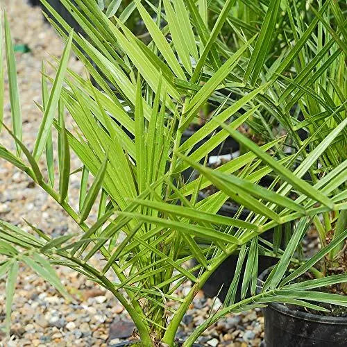 Hardy Phoenix Palm, 2 Trees 60-80cm 15cm poted