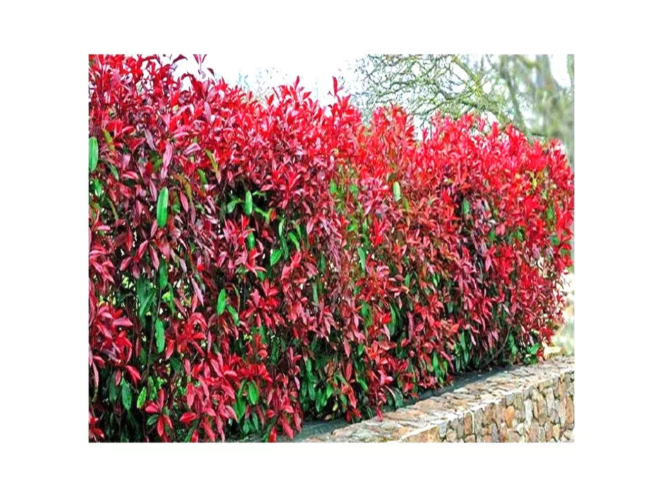 10 Photinia Red Robin Hedging Plants