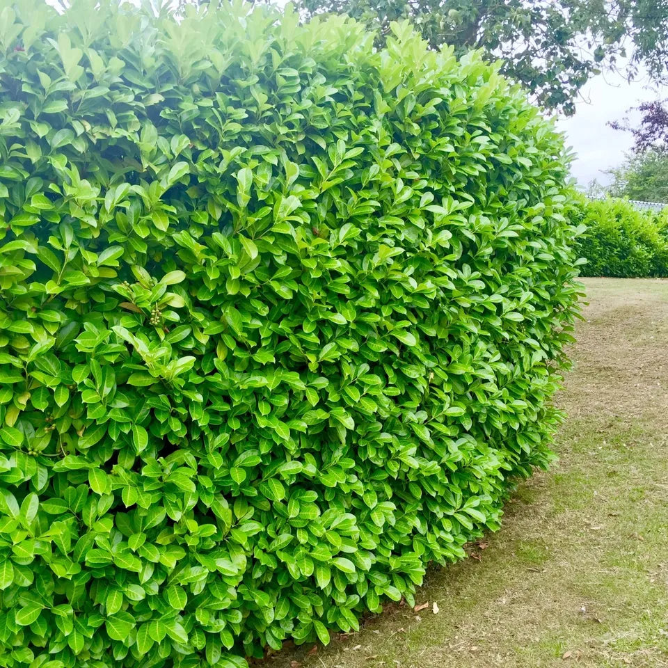 50 Cherry Laurel Hedging Evergreen Plants 35-50cm