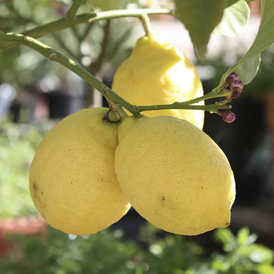 Citrus Lemon 'Citron' Tree in a 9cm pot