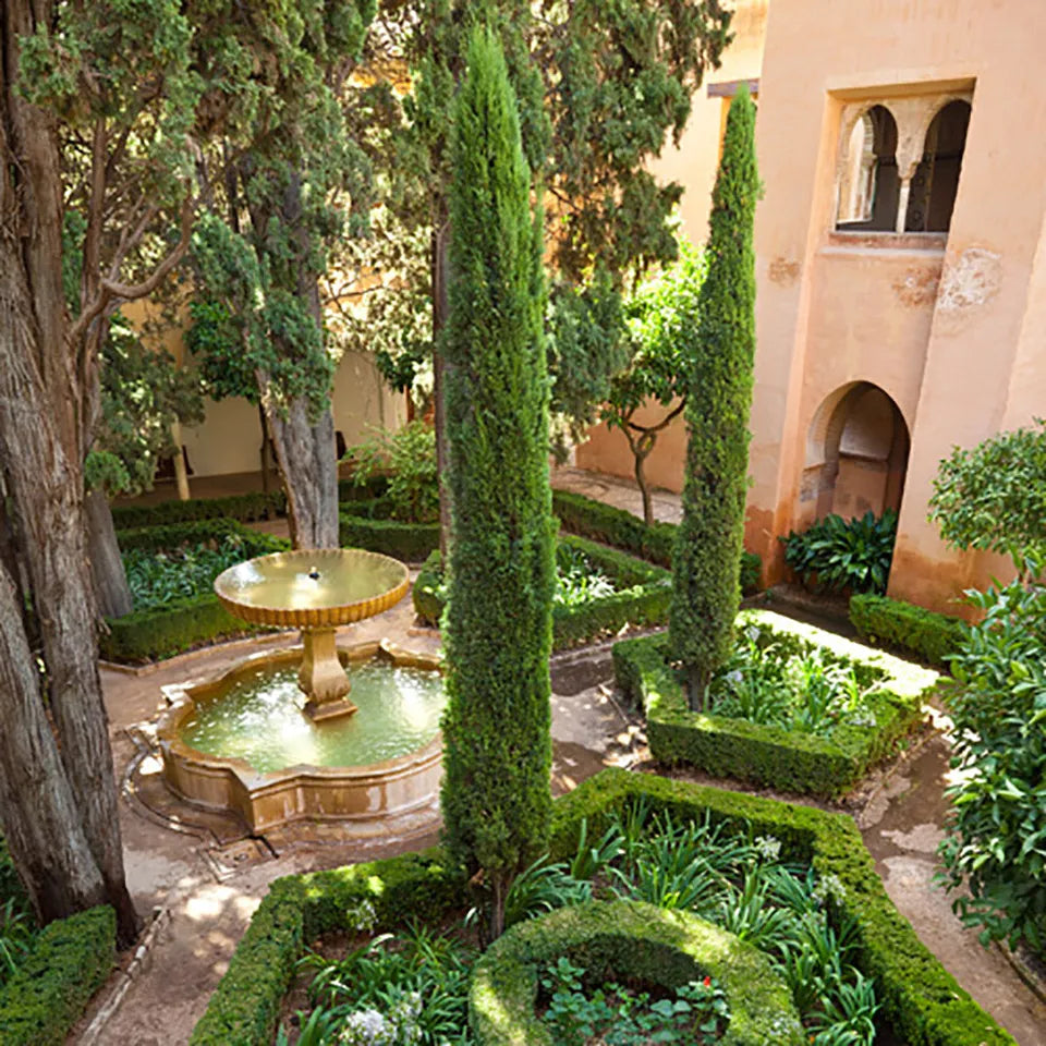 Pair of Italian Cypress Trees 60-80cm Tall