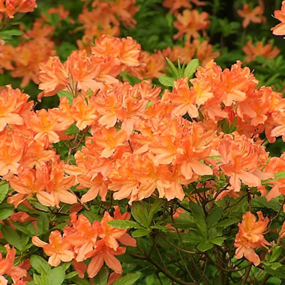 1 X ORANGE AZALEA JAPANESE EVERGREEN SHRUB