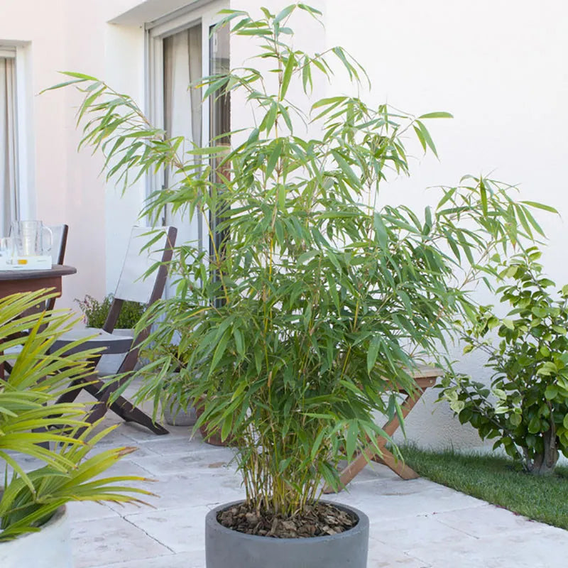 Pair of Fargesia 'Fountain' Bamboo Plants in 2L Pots 50cm Tall