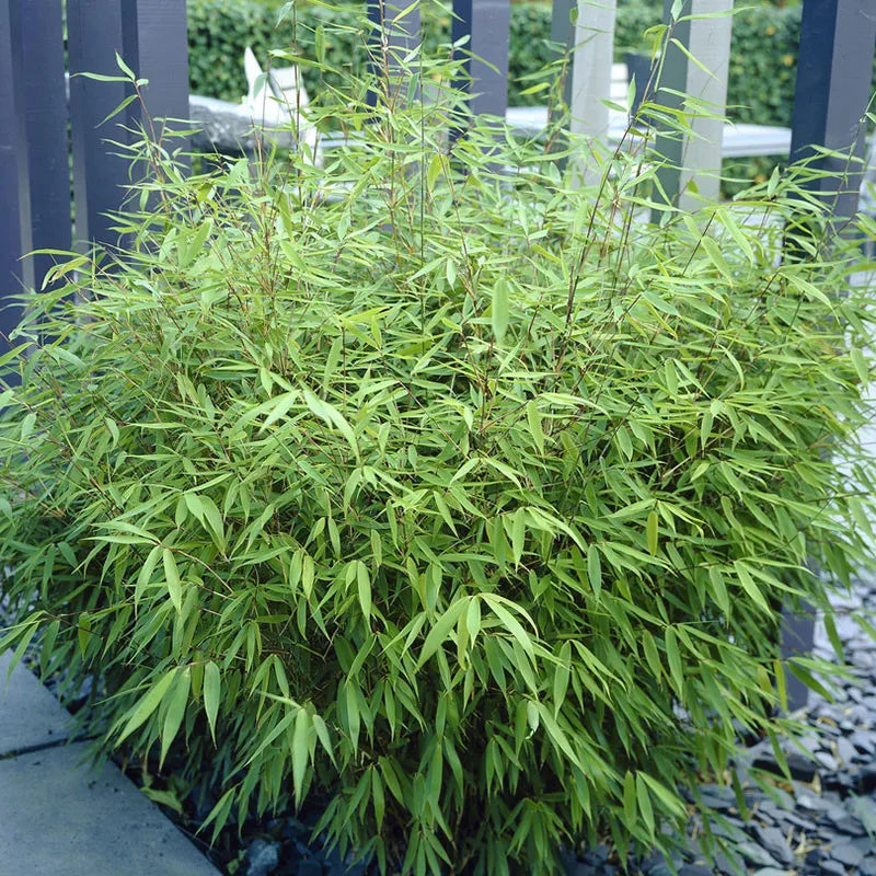 Pair of Fargesia 'Fountain' Bamboo Plants in 2L Pots 50cm Tall