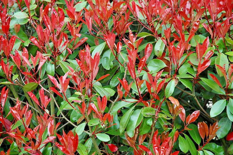 10 Photinia Red Robin Hedging Plants