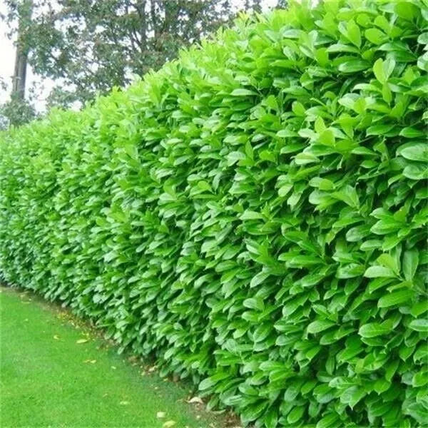 30 Cherry Laurel Hedging Evergreen Plants 35-50cm