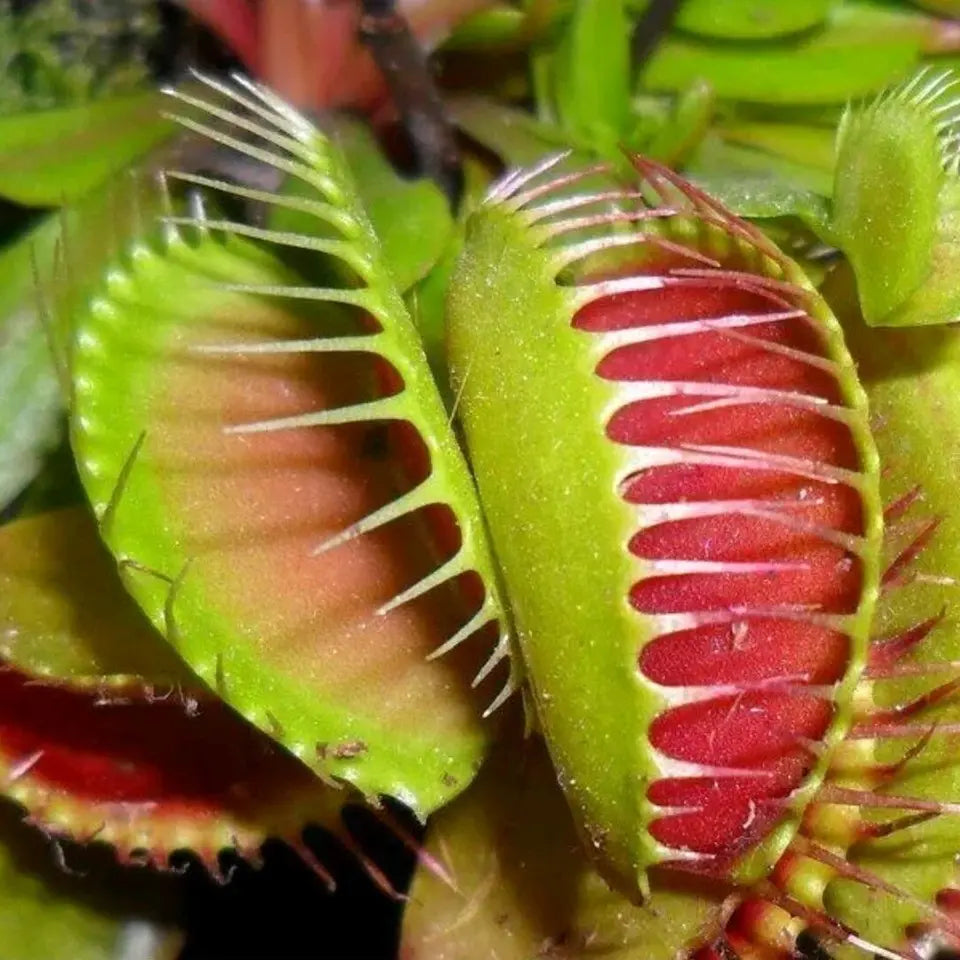 1 X VENUS FLY TRAP DIONAEA MUSCIPULA CARNIVOROUS HEALTHY INDOOR PLANT IN POT