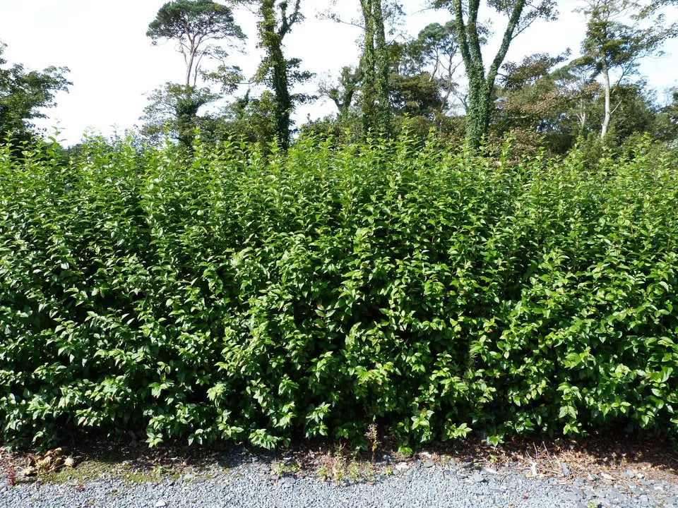 10 Green Privet Hedging Plants